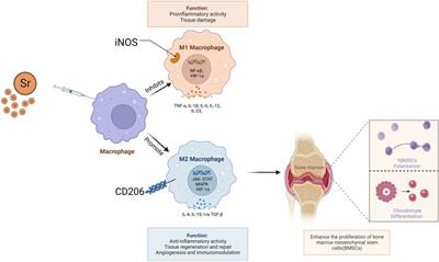 Microelement strontium and human health: comprehensive analysis of the role in inflammation and non-communicable diseases (NCDs)